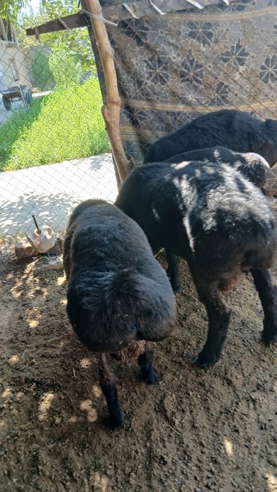 Qo'y sotiladi srochna