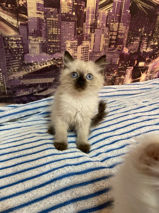 Отдам котят в добрые руки