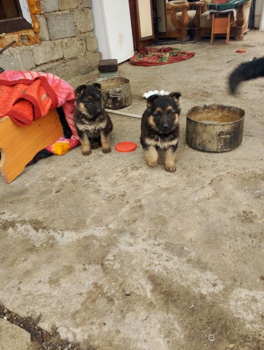 Овчарка немецкая .