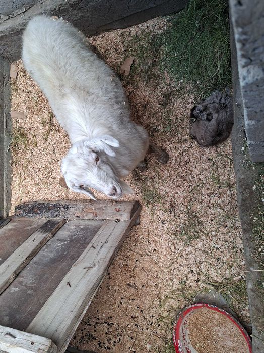 Продаются козы с козлятами