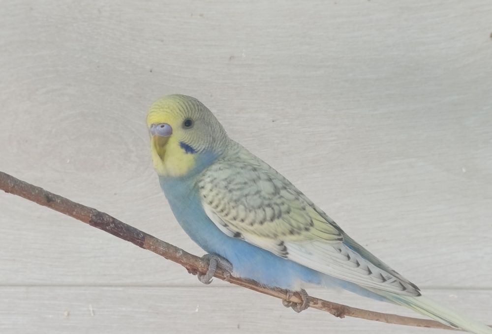 Волнистые попугаи