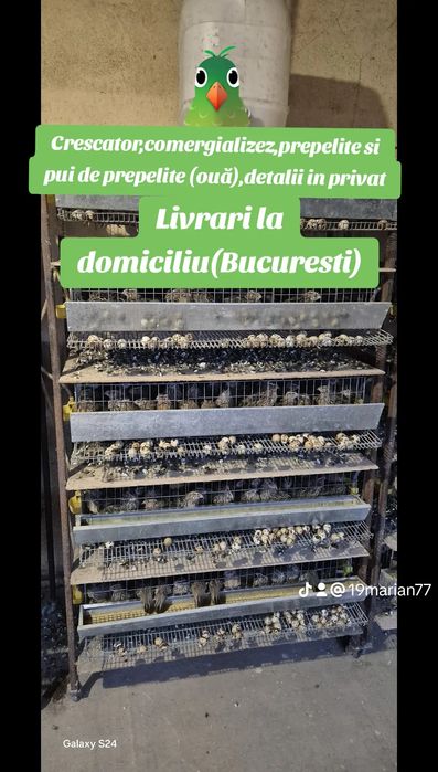 Comercializez ouă de prepelite