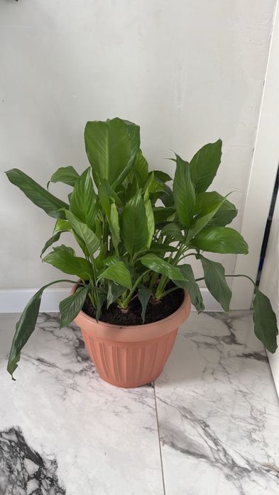 Продам комнатные цветы