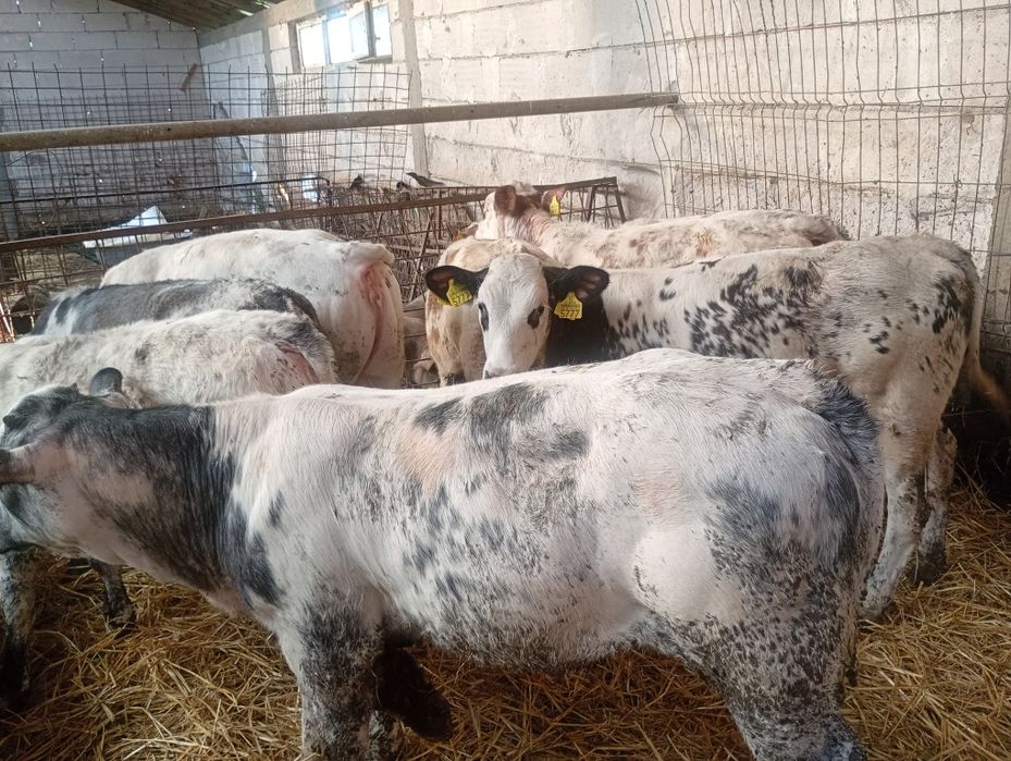 Vând viței Belgieni