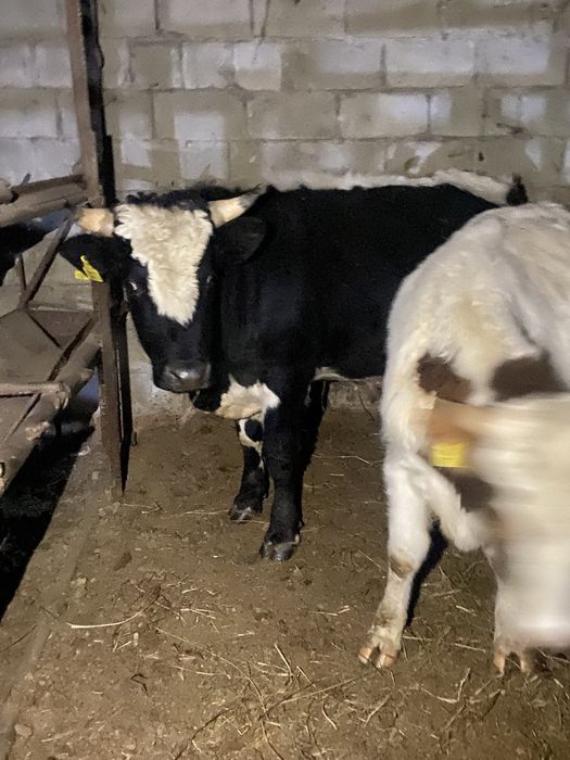 Бұқалар сатылады сементал