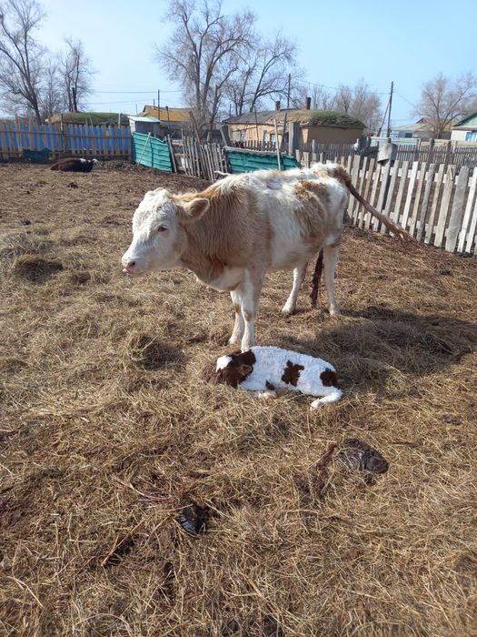 Продам крупно-рогатый скот