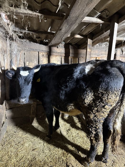 Корова крупная ..