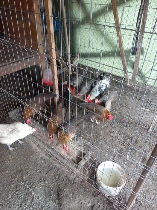 Oua pt incubat italiene si la bresse