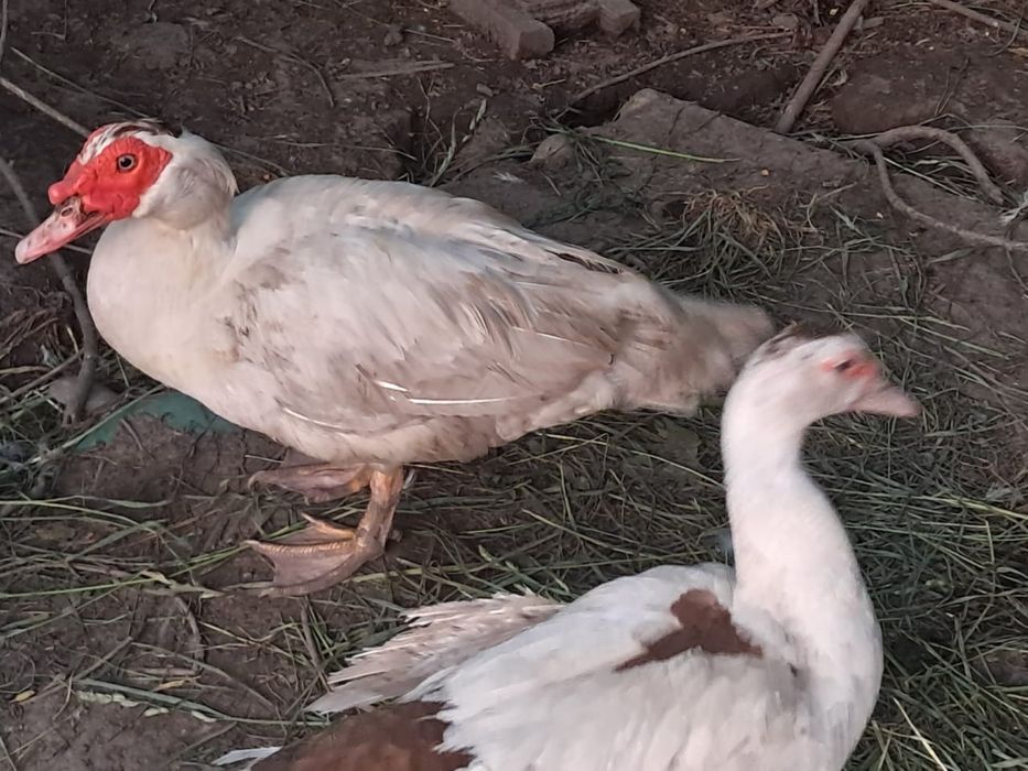 Идаутки селезень-12000, утка-6000, возможен торг