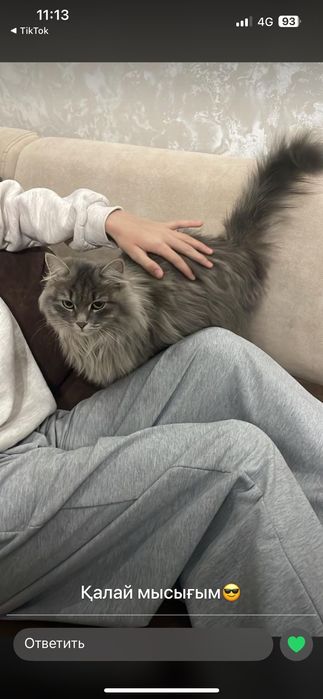 Мысықтар беріледі. Тегін!