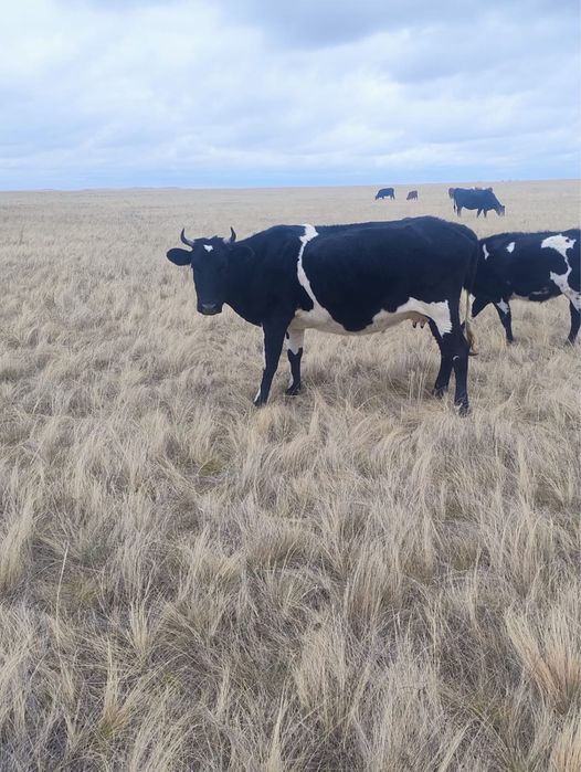 Продам корова с теленкам подсос