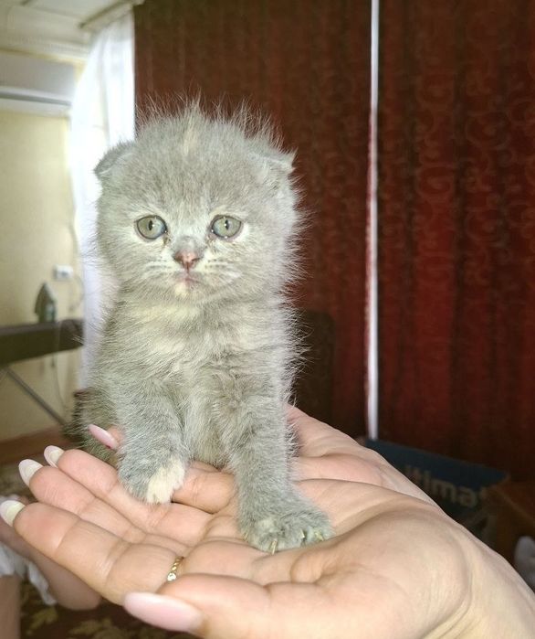 Вислоухие котята