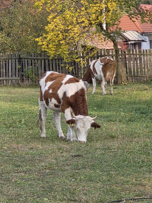 Vitica de vanzare