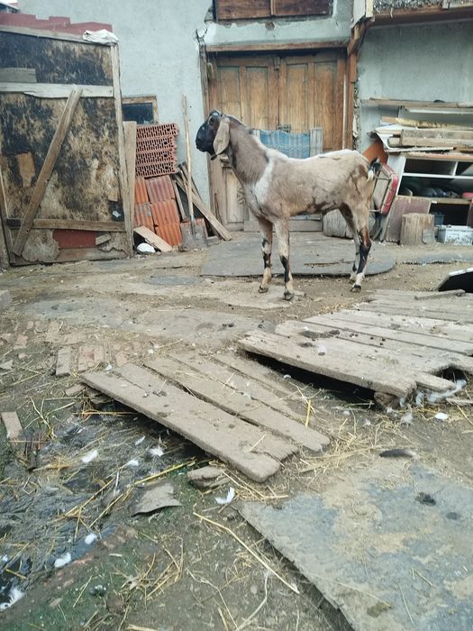 Tap anglo nubian cu pedigree