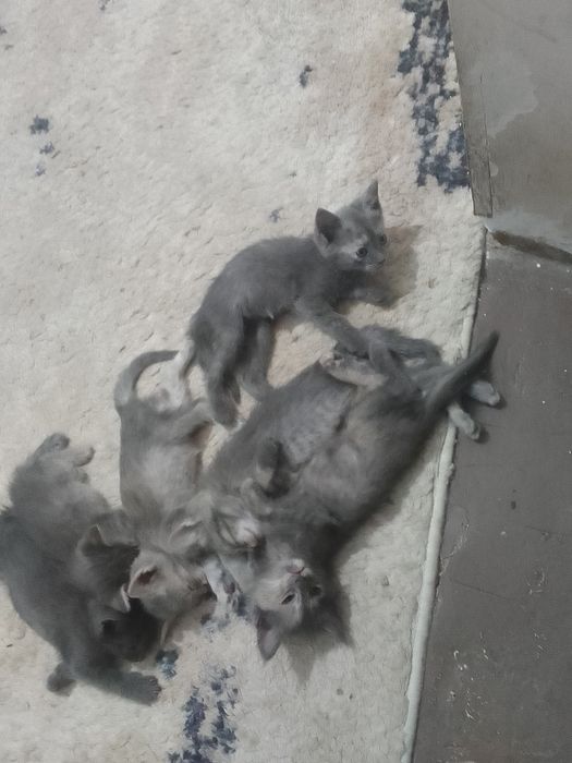 Срочно в добрые руки