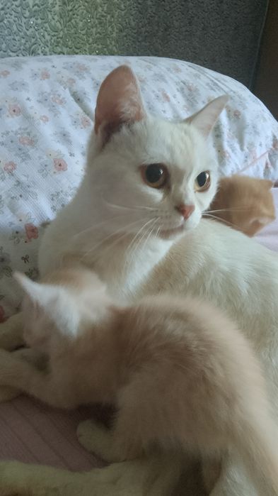 Отдам котенка в добрые руки