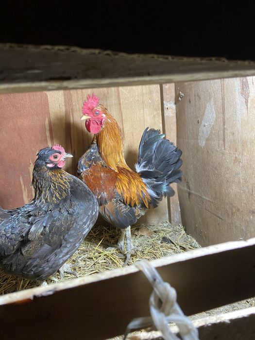 Китаец пара, петух бомба