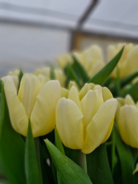 Қызғалтақ, Тюльпан