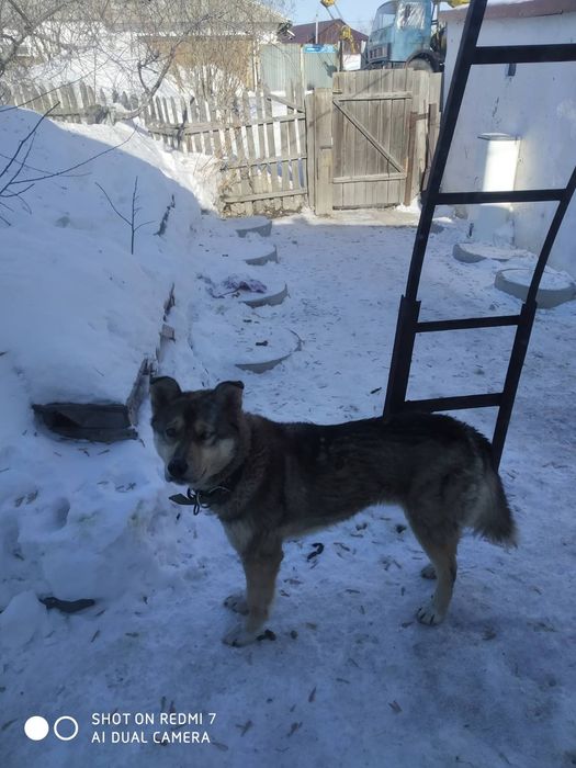 Дарю щенят от  дстойного кабеля