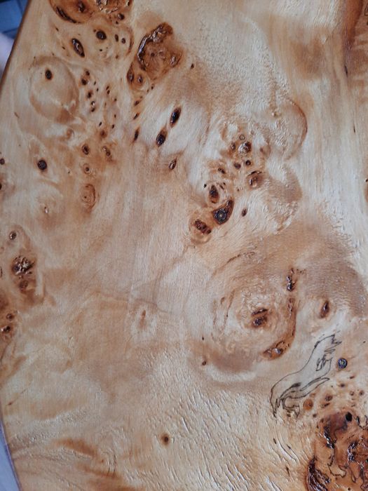 Vând plop bubos foarte frumos