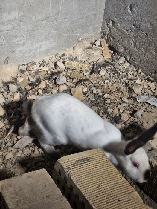 Toza evro kalif quyonimiz sotiladi sames