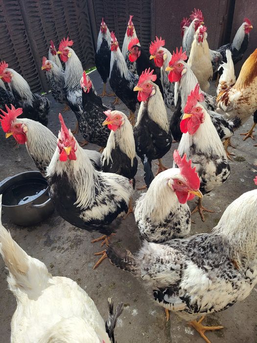 Vând cocoși albi de Mătase japoneză