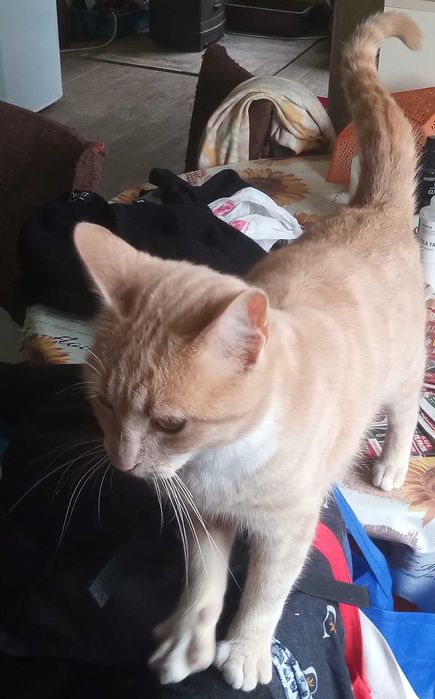 Котарак 10 месяца