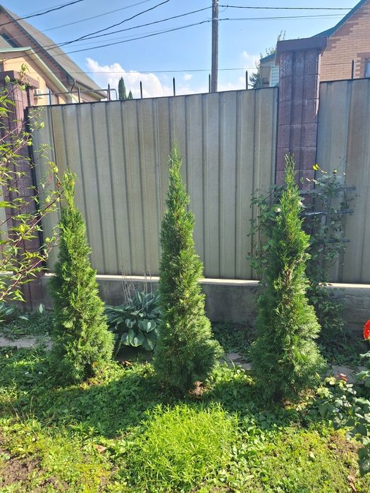 Продам туи колоновидные