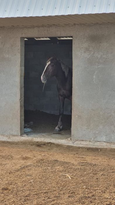 Продам Жеребца-Айгыр