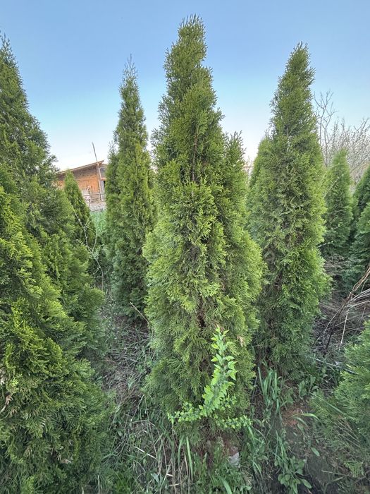 Туя смарагд.      .