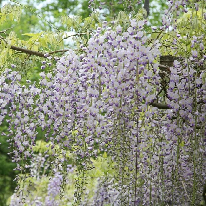 Glicina (Wisteria)