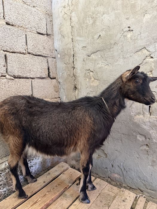 7айлық ұрғашы лақ