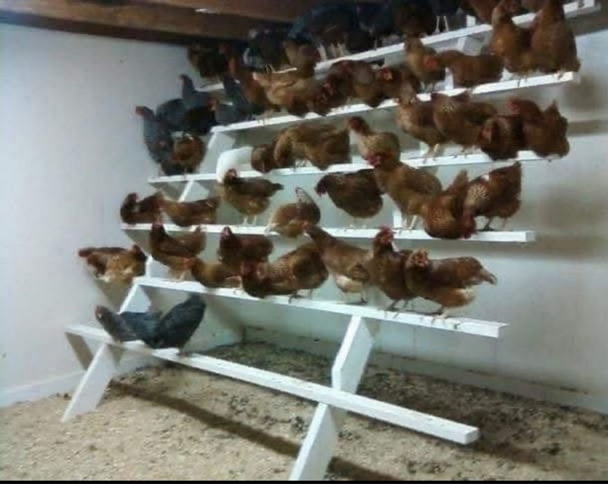 Oua de casa ,naturale crescute in libertate