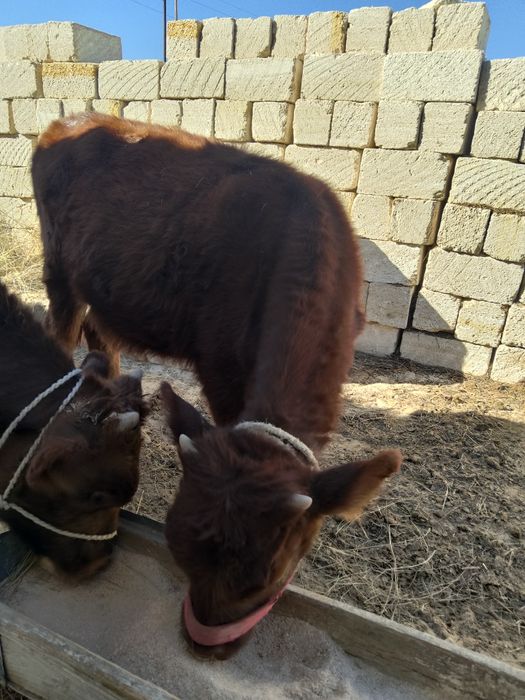 Баспактар бар еркек ургашы 250 000