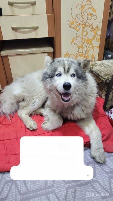Пропал маламут. Помогите найти!