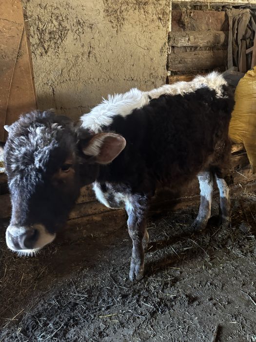 Продам бычков 6 мес