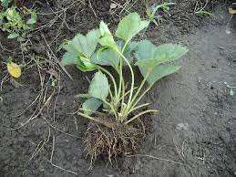 rasad capsuni pentru solar si puieti Mur butasi zmeur