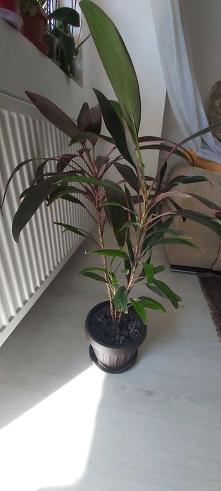 Planta de apartament