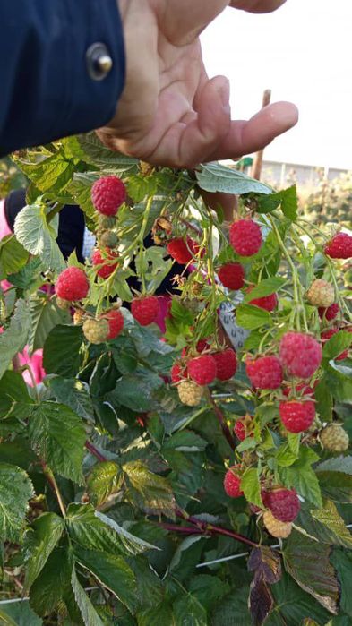 Малина Полонез Полана ва  оригинал сорт