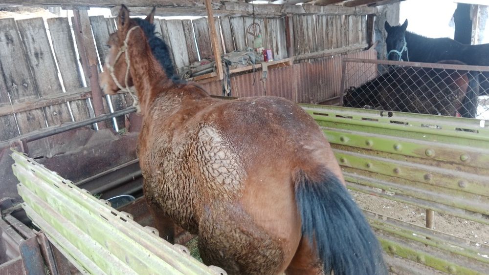 Байтал сатылады соғым