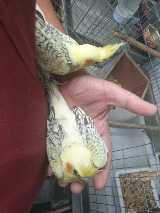 Papagali micul alexandru(puișori blănzi)