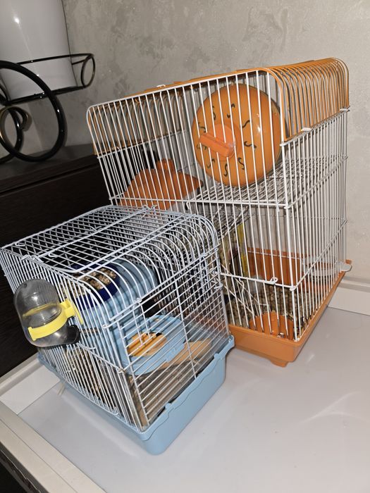 Сирийские хомяки