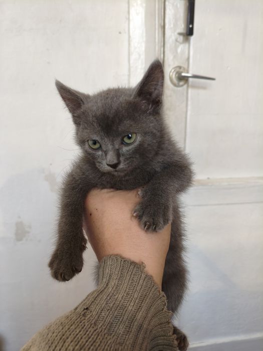 Продам британских котят