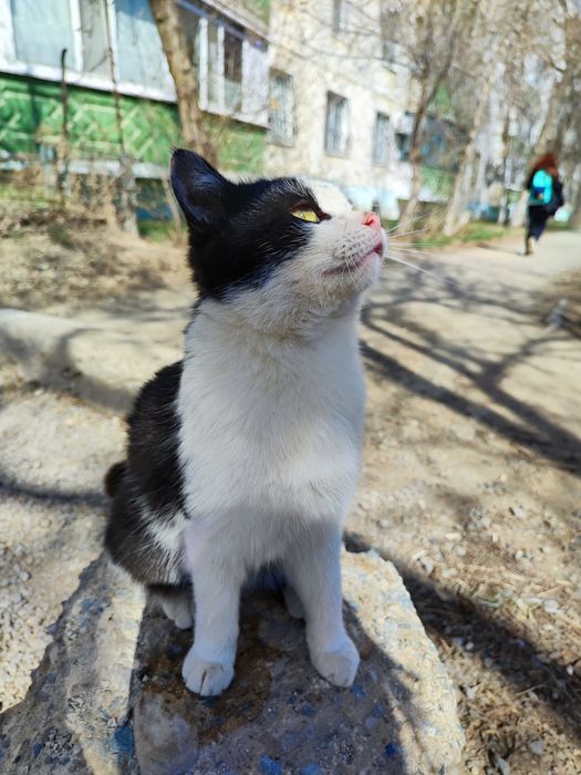 Отдам котика 6 месяцев .