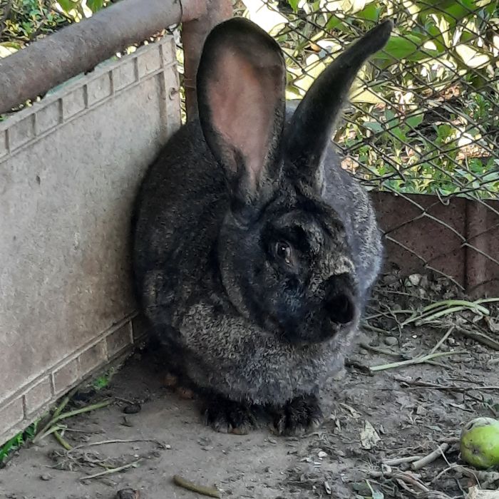 Iepuri uriaș german