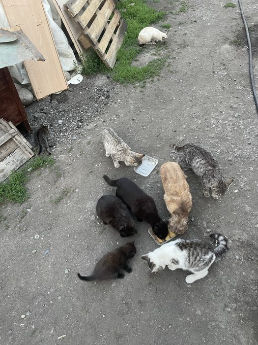 Отлам котят в добрые руки