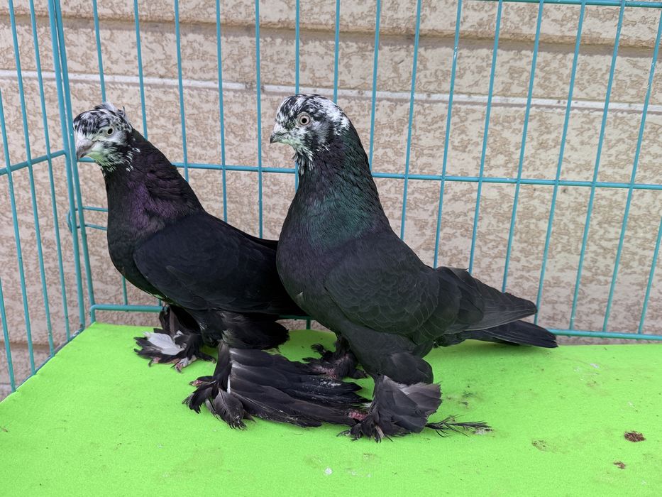 Голуби пара гулсар