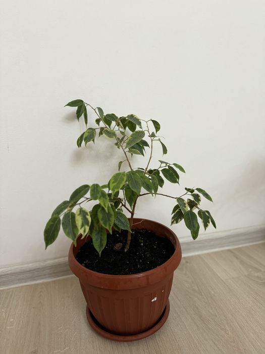 Продаю комнатные растения