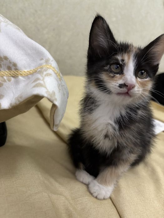 Отлаю катенка 2 месяцев