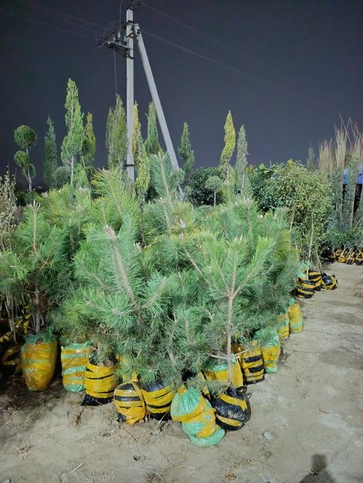 Арча ,мевали ва манзарали кучатлар.саженци ёлки и фруктовые